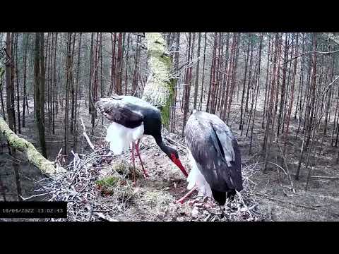 Bociany czarne online 2022 - Flo i dwie samice 10.04.2022 13:02