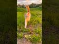 Sunset Dog And Cat Cat Dog Sunset Funny Cute Animals Shorts