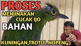 Download lagu How to quickly tame the green cucaj ingredients, well this is my method, my brother mp3