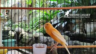 Download lagu Extreme Canary Gacor: Suara Latihan yang Ampuh untuk Lagu Berdurasi Panjang mp3