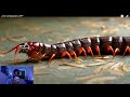 REACTION To are Centipedes OP? Tierzoo