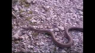preview picture of video 'Four-Lined Snake  Elaphe Quatuorlineata '