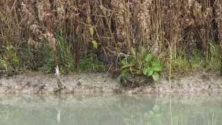 preview picture of video 'Water Rail at WWT Arundel'