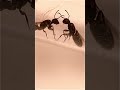 Fascinating World Of Ant Communication Feat Colobopsis Mississippensis