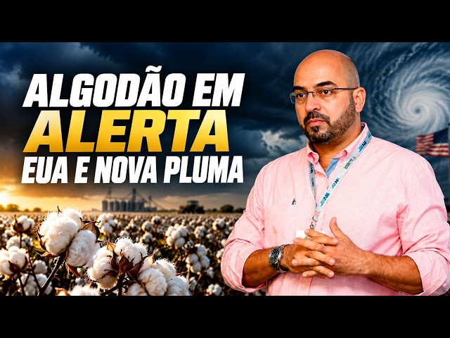 Algodão - Quebra nos EUA e Entrada da Nova Pluma Acendem Alerta em NY.