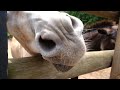 Close Up Footage Of A Person Feeding A Donkey