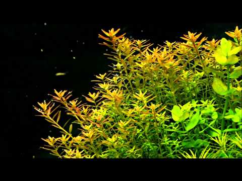 Rotala growing