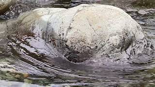 Mineral Bar (2025) Max Devereaux Short Film