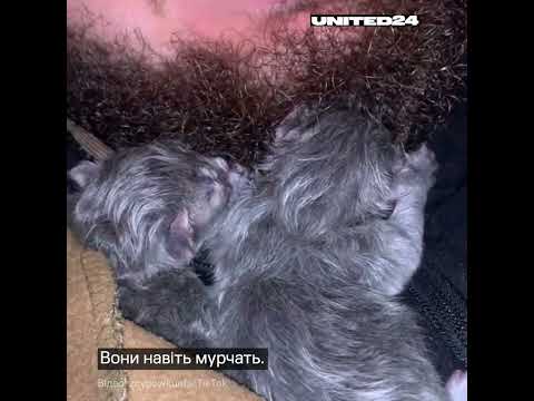 Кицики заснули! United24 #ukraine🇺🇦 #news #новини #cats #cutecat