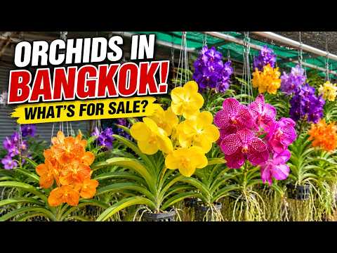 Chatuchak Plant Market, Bangkok – A Place That Holds Special Memories for Us