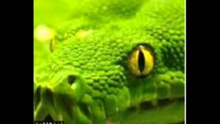 AnonXmous   Anaconda 2 0