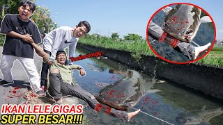 Download lagu YES, I'M SORRY, SAPUTRA'S FEET ARE GIANT CATFISH, HOW DID IT GET TO THIS??😱 | Mikael TubeHD mp3 Download lagu YES, I'M SORRY, SAPUTRA'S FEET ARE GIANT CATFISH, HOW DID IT GET TO THIS??😱 | Mikael TubeHD mp3