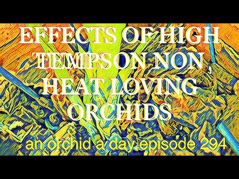 AN ORCHID A DAY EPISODE 294  NON-HEAT LOVING ORCHIDS STRESSED BY HEAT #orchidgreenhouse