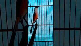 Download lagu pancingan cendet toet toet #shorts mp3