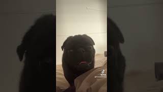 #パグ  #pug #dog  #犬  #cute  #かわいい  #かわいい犬