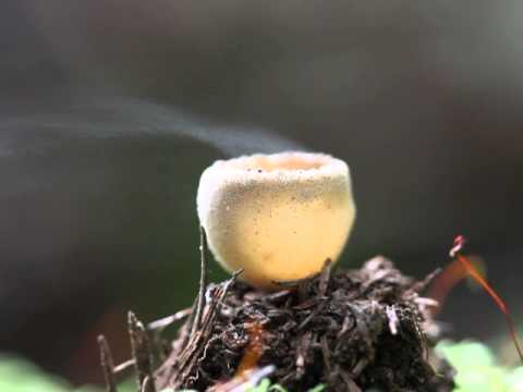 Cup Fungi Spore Release 2