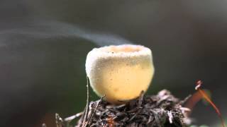 Cup Fungi Spore Release 2