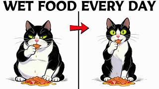 What Happens to Your Cat When You Feed Them Wet Food Every Day