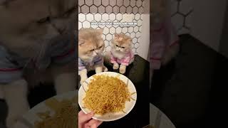 Download lagu 😾: Halah alasan! Bilang aja langsung kamu yang pengen makan woi #kucing #kucinglucu #kiwibritishcat mp3 Download lagu 😾: Halah alasan! Bilang aja langsung kamu yang pengen makan woi #kucing #kucinglucu #kiwibritishcat mp3