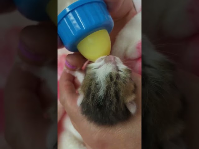 0002 はちねこにミルクっ子「舘ひろし」がきた!