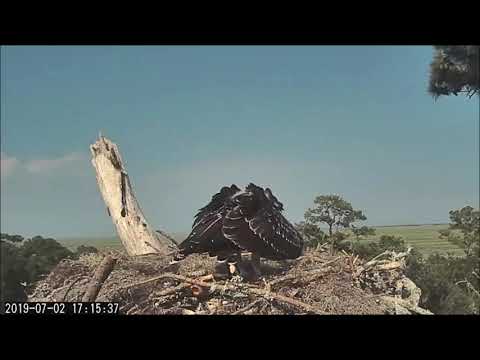 Savannah Osprey Cam ~ #1 chick Gets Rough With Intruder Osprey, Jul 02, 2019