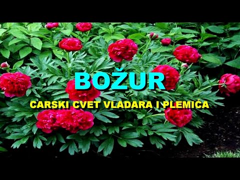 BOŽUR - CARSKI CVET VLADARA i PLEMIĆA