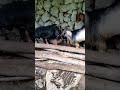 Goat Mating Animals Animalshorts Mating Matingseason Shortsfeed Foryou Saxcover Mating
