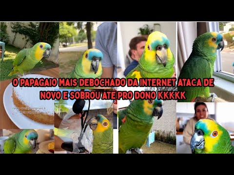 An angry parrot is the best kind of parrot.