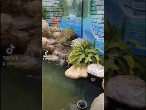 Hồ cá Koi được cải tạo lại thành phiên bản mới sau 4 tháng hoàn thiện lần thứ nhất theo mong muốn của gia chủ ở phường Tân Phong - Biên Hòa - Đồng Nai.