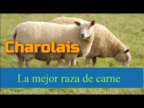 , title : 'Charolais una excelente raza de ovinos'