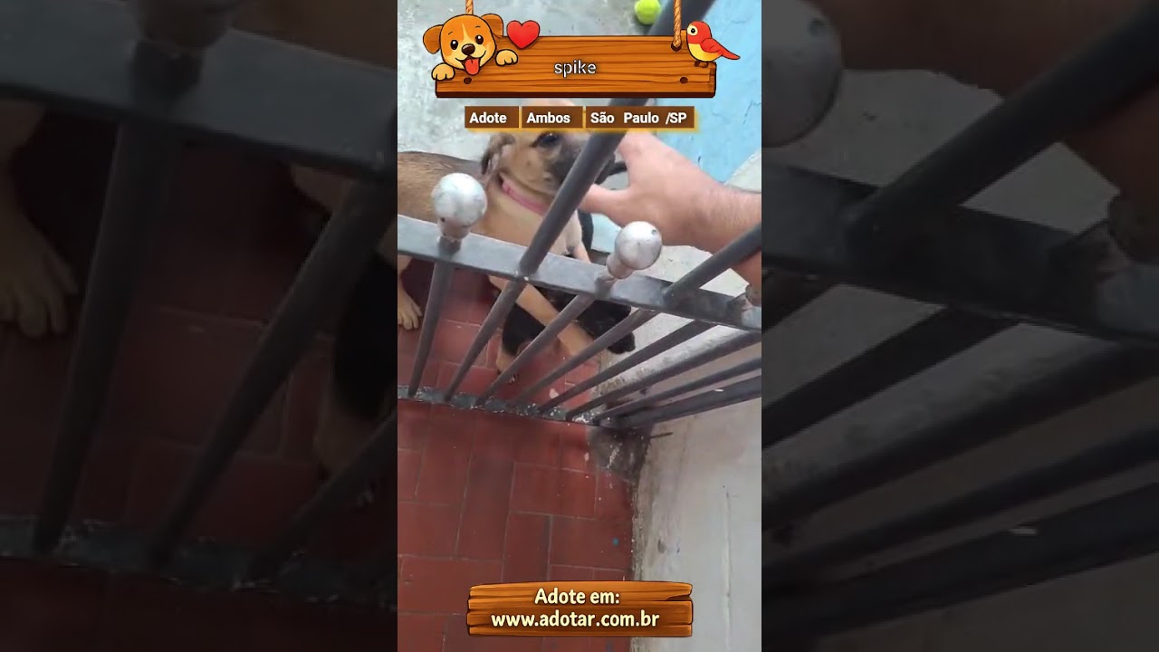 Cachorro raça SRD-ViraLata idade 2 a 6 meses nome spike