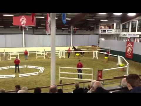 Balous Bellini x Cornet Obolensky x Power