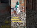 Saharanpuri Kalsire Kabootar Shortvideo Kabutarstatus Pigeonloft