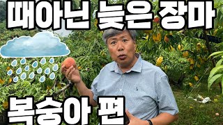 때아닌 늦은 장마로 인한 피해 미리 방제하세요. 복숭아 관리법