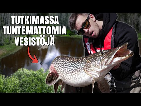 JÄTTIHAUKI PIENESTÄ LÄTÄKÖSTÄ | Unohtumaton seikkailu