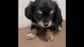 ハーフ犬の動画01