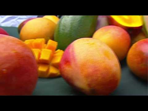 ¿Por qué los mangos de San Mateo de Alajuela son tan dulces? Le contamos el secreto
