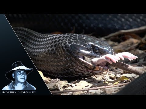 Indigo Eats Rat 01 Footage