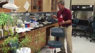 Willow seed collection and germination