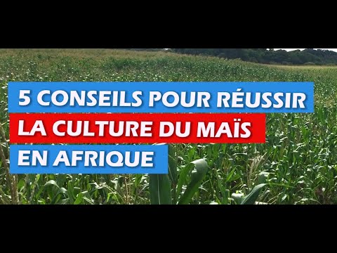 , title : '5 CONSEILS POUR RÉUSSIR LA CULTURE DU MAÏS EN AFRIQUE'
