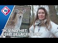 Hertenkampen verdwijnen langzaam door uitsterfbeleid