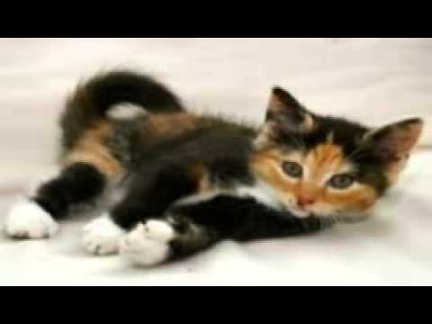 cute cats  from hiba and malak