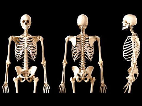 The SKELETAL SYSTEM explained: the bones of the human body (The skeleton)👩‍🏫