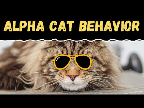 What Is Alpha Cat Syndrome? (HOW TO MANAGE!)