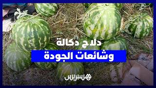 دلاح  دكالة "البوري" يتحدى شائعات الجودة.. والمهنيون: تكلفة النقل واليد العاملة تحدد سعر البيع thumbnail