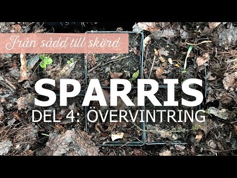 Sparris från sådd till skörd – Del 4: övervintring