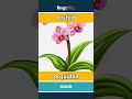 orchid - orquídea video thumbnail