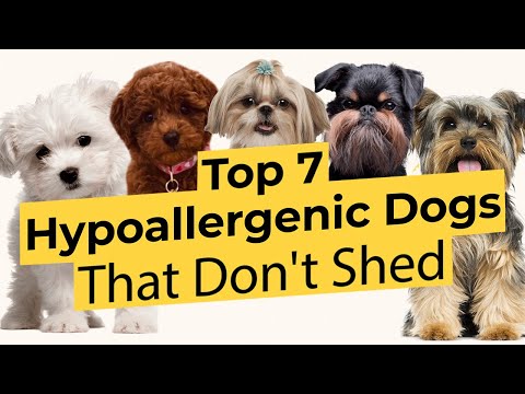 Top 7 Low Energy Hypoallergenic Dogs That Don’t Shed 🐶🦴🐶