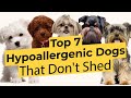 Top 7 Low Energy Hypoallergenic Dogs That Don T Shed