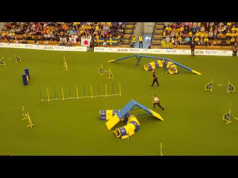 DIZI Ekaterina Povalishcheva Large Agility AWC 2018